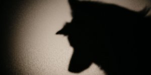 σκύλος σκιά