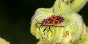 εντομο φυλλο 