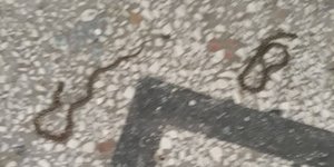 φίδια