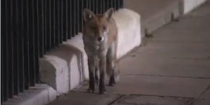 Αλεπού στην Ντάουνινγκ Στριτ