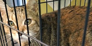 Γάτα βρέθηκε 9 χρόνια ΗΠΑ χιλιόμετρα