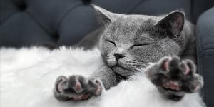 γκρι γατα τεντωνεται 