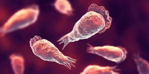 Μηνιγγοεγκεφαλίτιδα 