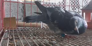 Βρετανία: Ιός μετατρέπει τα περιστέρια σε «ζόμπι» 