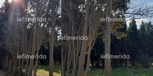 Αγώνας δρόμου για τη διάσωση του κυπαρισσώνα στο αγροκήπιο Παροικιάς