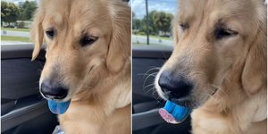 H Λίλι με την... μπλε γλώσσα της