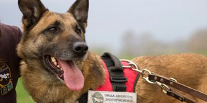 Ο Κούκι, ο πρώτος σκύλος ανιχνευτής δηλητηριασμένων δολωμάτων, βγήκε στη «σύνταξη»	