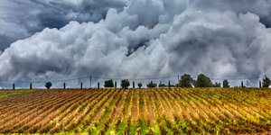 Δεν είναι αμπελώνας στην Τοσκάνη, αλλά στην Επανομή Θεσσαλονίκης