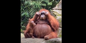 Επικό βίντεο: Δείτε την αντίδραση ουρακοτάγκου σε ζωολογικό κήπο όταν βρίσκει ένα ζευγάρι γυαλιά ηλίου