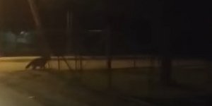 Λύκος στην Ημαθία