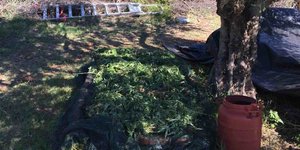 Σύλληψη για καλλιέργεια και διακίνηση ναρκωτικών
