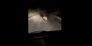 Αρκουδάκι στη μέση του δρόμου, στην Κοζάνη