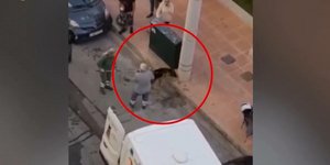 Δραπετσώνα: Συνελήφθη η ασυνείδητη ιδιοκτήτρια του λυκόσκυλου που κατασπάραξε το κανίς -Το είχε δεμένο με... φουλάρι