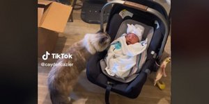 Η αντίδραση γάτας στη γνωριμία με το νεογέννητο της οικογένειας