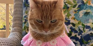 Φωτογραφία: Instagram/nanoosontheloose