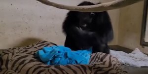 Μητέρα χιμπαντζής συναντά για πρώτη φορά το μωρό της