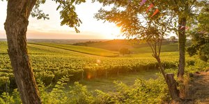 αμπελωνας ηλιος 