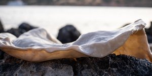 κοχυλι βραχος 