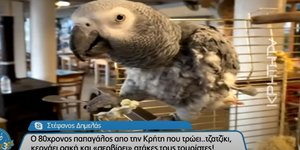 Ο 80χρονος παπαγάλος από την Κρήτη τρώει τζατζίκι