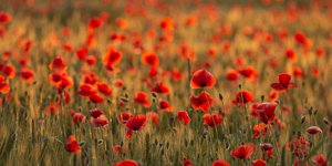 Παπαρούνες