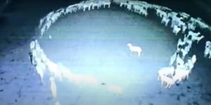 Πρόβατα περπατούν και σχηματίζουν τέλειο κύκλο