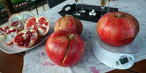 Μια ροδιά στη Λάρισα δίνει καρπούς γίγας