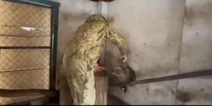 Ρώσος στρατιώτης κλέβει ρακούν από το ζωολογικό κήπο της Χερσώνας