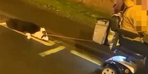 σκύλος Μπέρμιγχαμ αμαξίδιο σέρνει γυναίκα