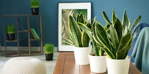 Φυτά εσωτερικού χώρου κατά τς μούχλας