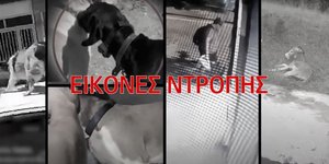 Βίντεο της Ελληνικής Αστυνομίας για την κακοποίηση ζώων