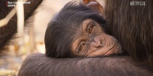 χιμπατζης κοιμαται 