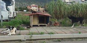 Λαμία: Επίθεση αδέσποτων σκυλιών σε άνδρα