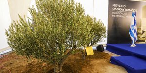Δέντρο στα θεμέλια του Μουσείο Ολοκαυτώματος