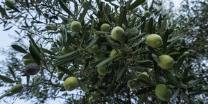 πρασινες ελιες