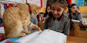 Μία τάξη με μαθητές και γάτες