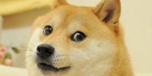 Η Kabosu, «εμπνεύστρια» του διάσημου meme doge/ Twitter