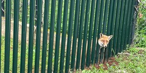 Η θηλυκή ενήλικη αλεπού που εγκλωβίστηκε σε κάγκελα 