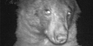 Μία από τις... σέλφις της αρκούδας