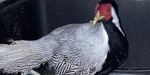 «Ασημένιος» φασιανός