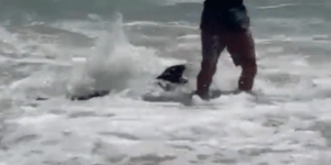 Φώκια επιτίθεται σε παιδάκι