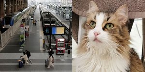 H γάτα Νέκο, που την πάτησε τρένο σε σταθμό στο Παρίσι