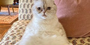 Η γάτα της Τέιλορ Σουίφτ