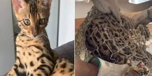 Πέρασαν γάτα Βεγγάλης για άγριο ζώο και κάλεσαν την πυροσβεστική