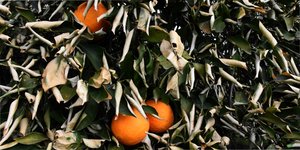 Καταστροφές από παγωνιά