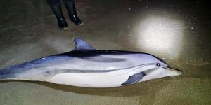 Δελφίνι δυο μέτρων ξεβράστηκε στην παραλία της Νέας Καρβάλης, στην Καβάλα