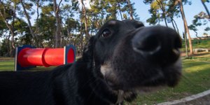 μουσουδα μαυρος σκυλος 