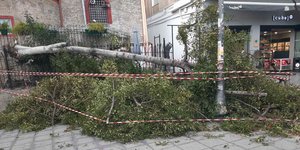 πεσμενο δεντρο κορδελα 