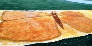 Μία πελώρια πεταλούδα ζωγραφισμένη με μπαχαρικά 