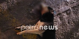 Σκύλος Βαρθολομιό Ηλείας 