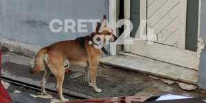 Χανιά σκύλος 53χρονος